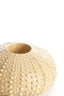 Light & Living Accessories Tealight holder 15x8 cm SEA URCHIN sand House of Isabella UK