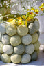 Light & Living Accessories Vase deco 20,5x18 cm SEA URCHIN green+dark green House of Isabella UK