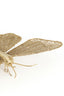Light & Living Accessories Wall ornament 40x25x8 cm BUTTERFLY gold House of Isabella UK