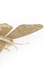 Light & Living Accessories Wall ornament 49x30x9 cm BUTTERFLY gold House of Isabella UK