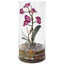 Mariposa Fuchsia Orchid