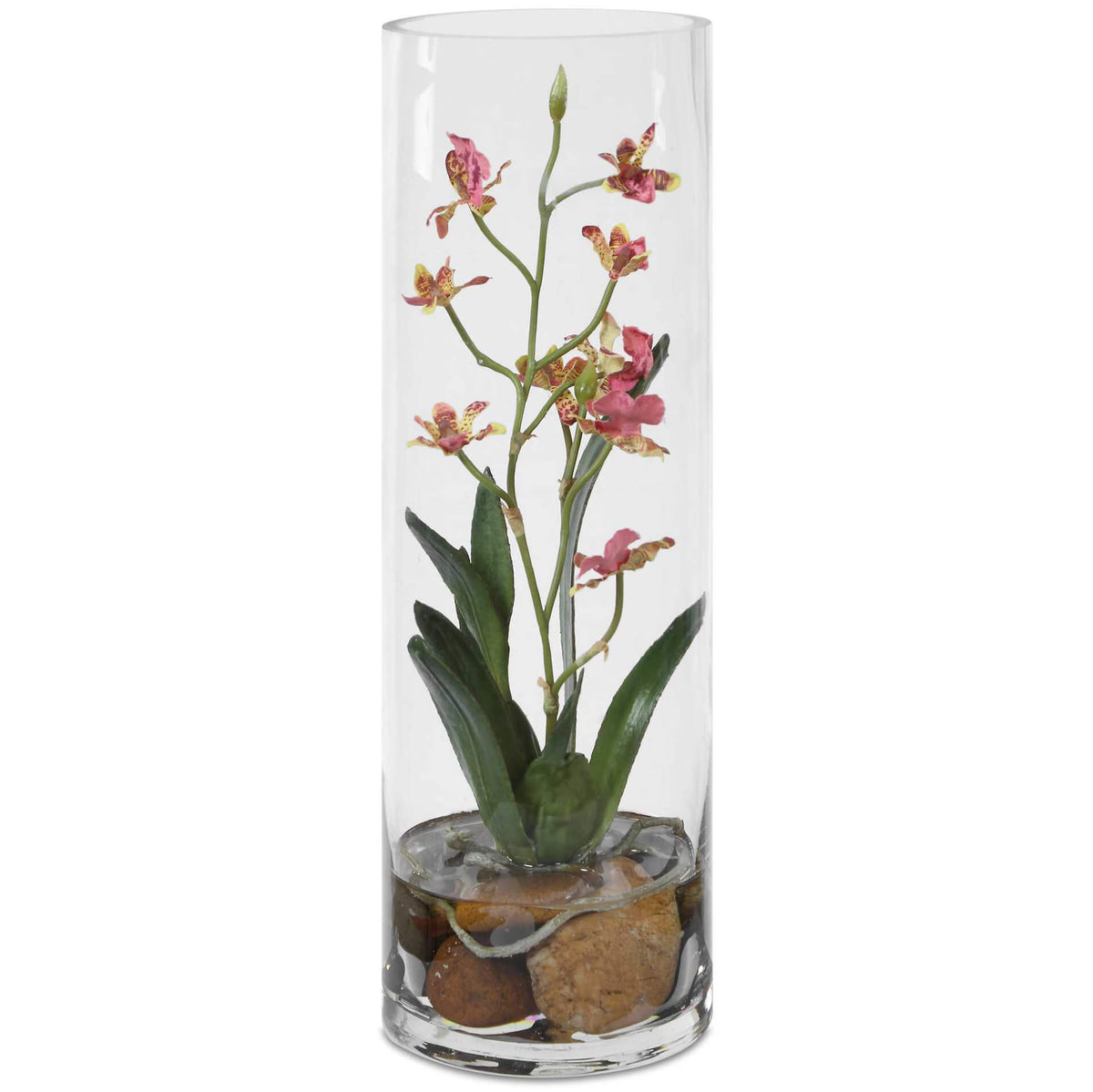 Mariposa Pink Orchid