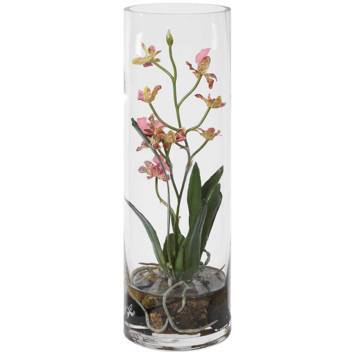 Mariposa Pink Orchid
