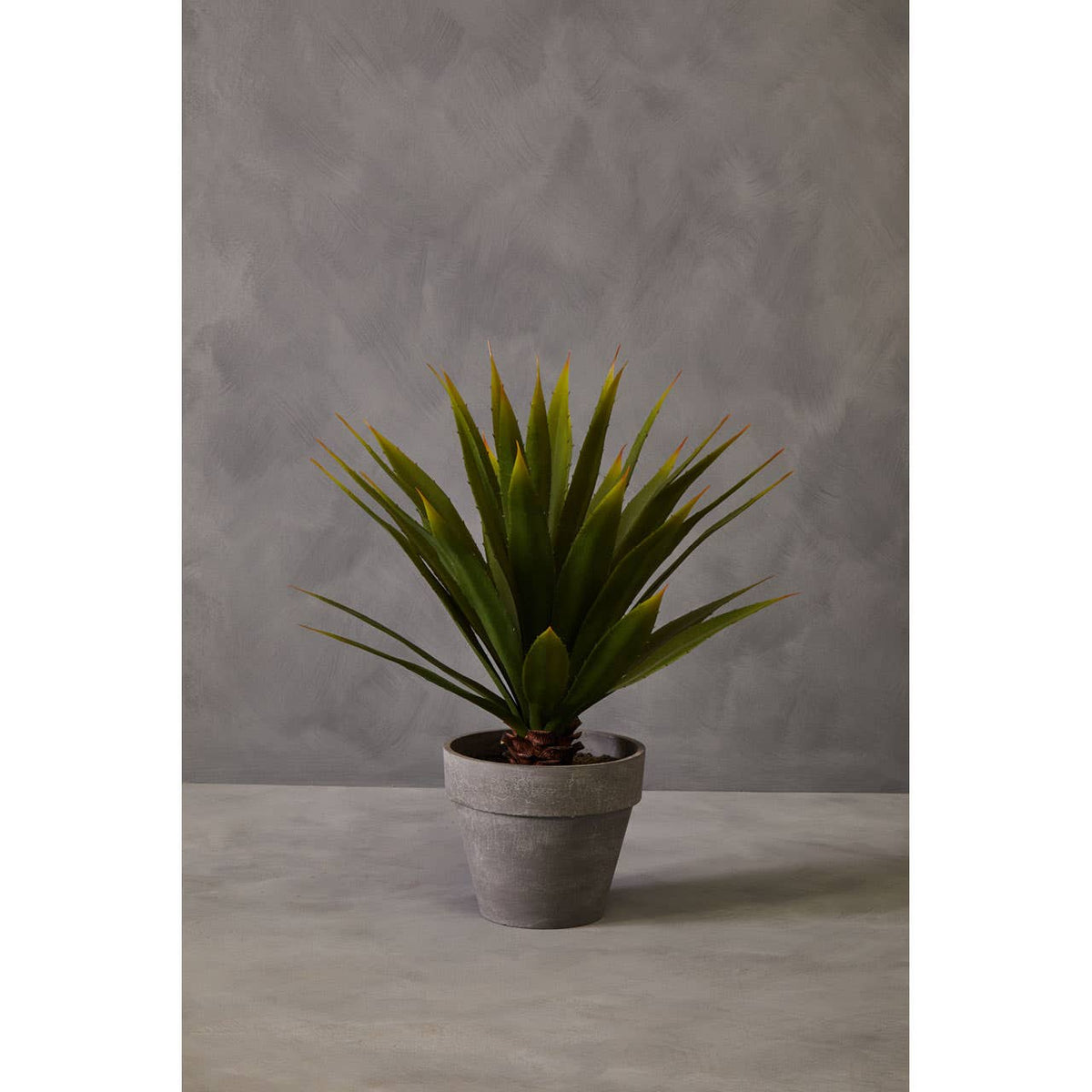 Fiori Agave Succulent.