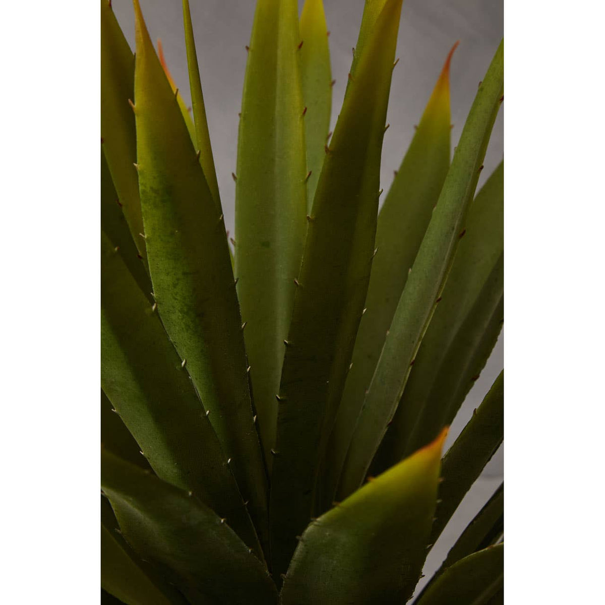 Fiori Agave Succulent.