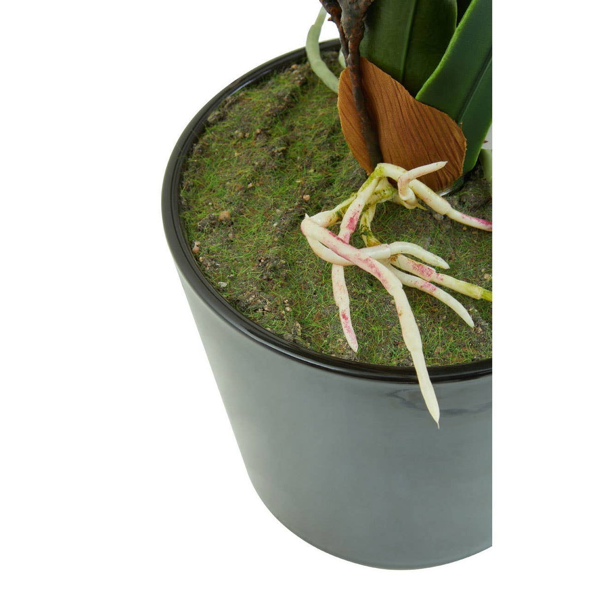 Fiori White Tropical Plant.