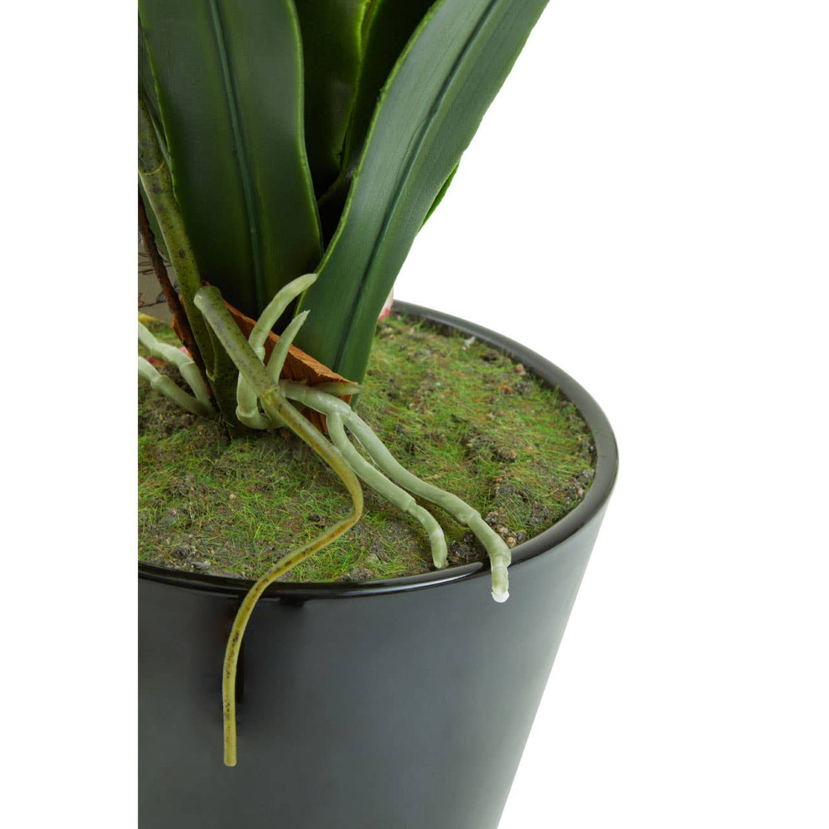 Fiori White Tropical Plant.