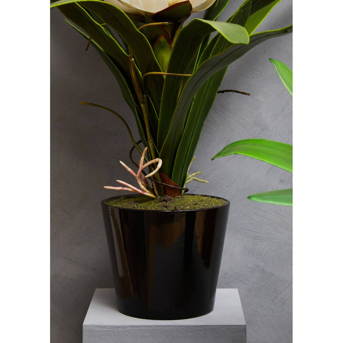 Fiori White Tropical Plant.