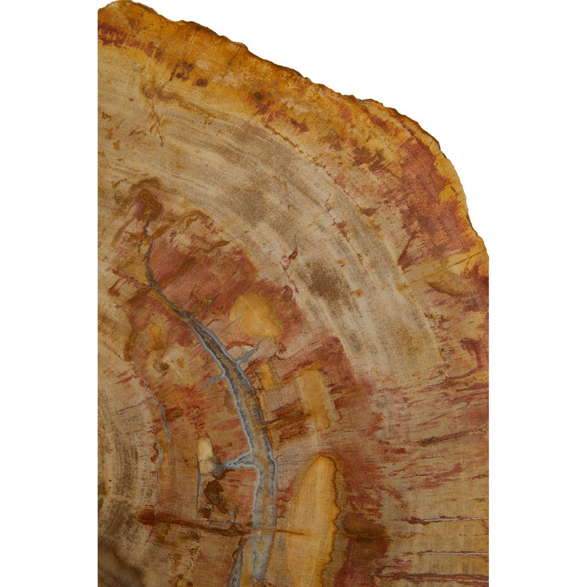 Relic Large Petrified Wood Side Table.