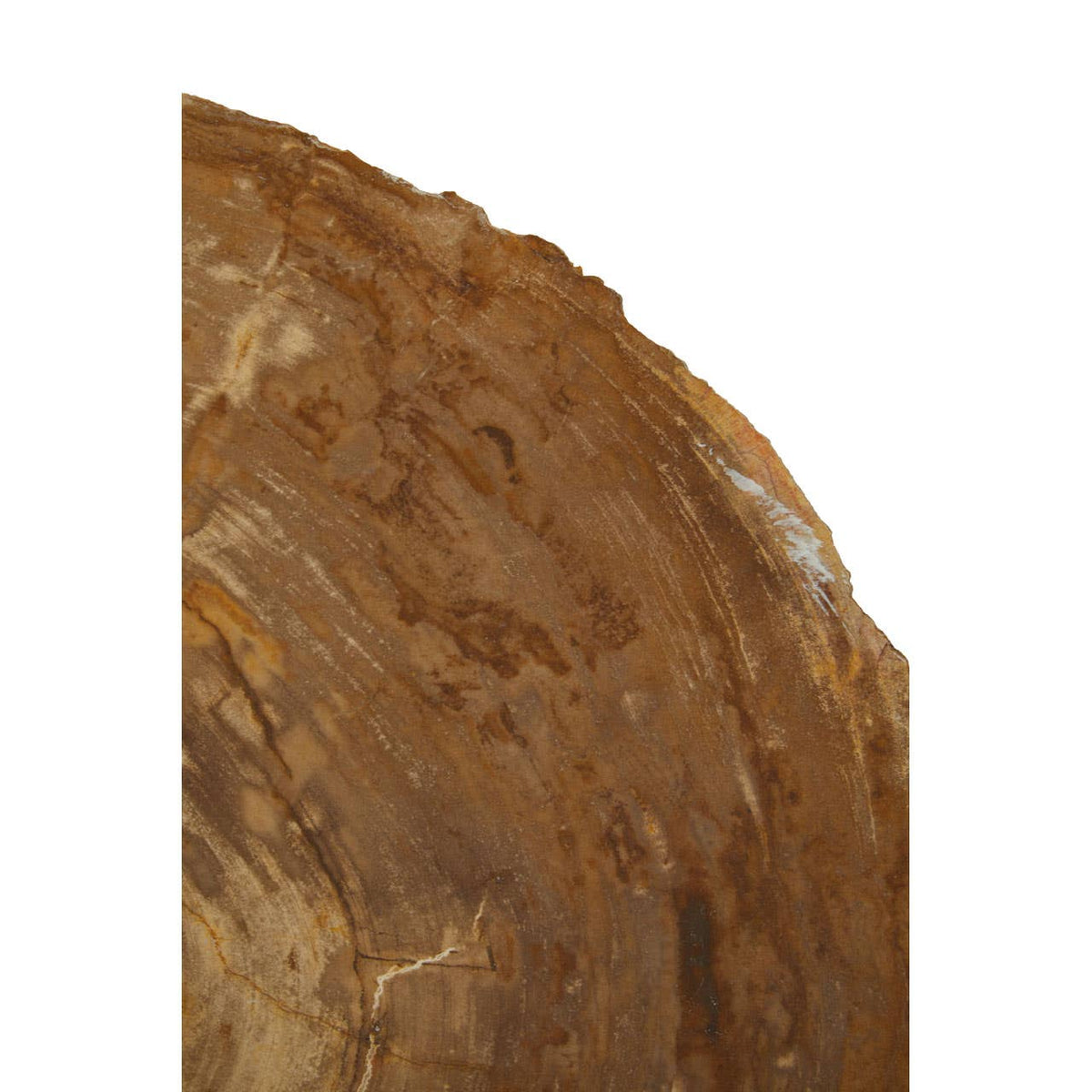 Relic Medium Petrified Wood Side Table.