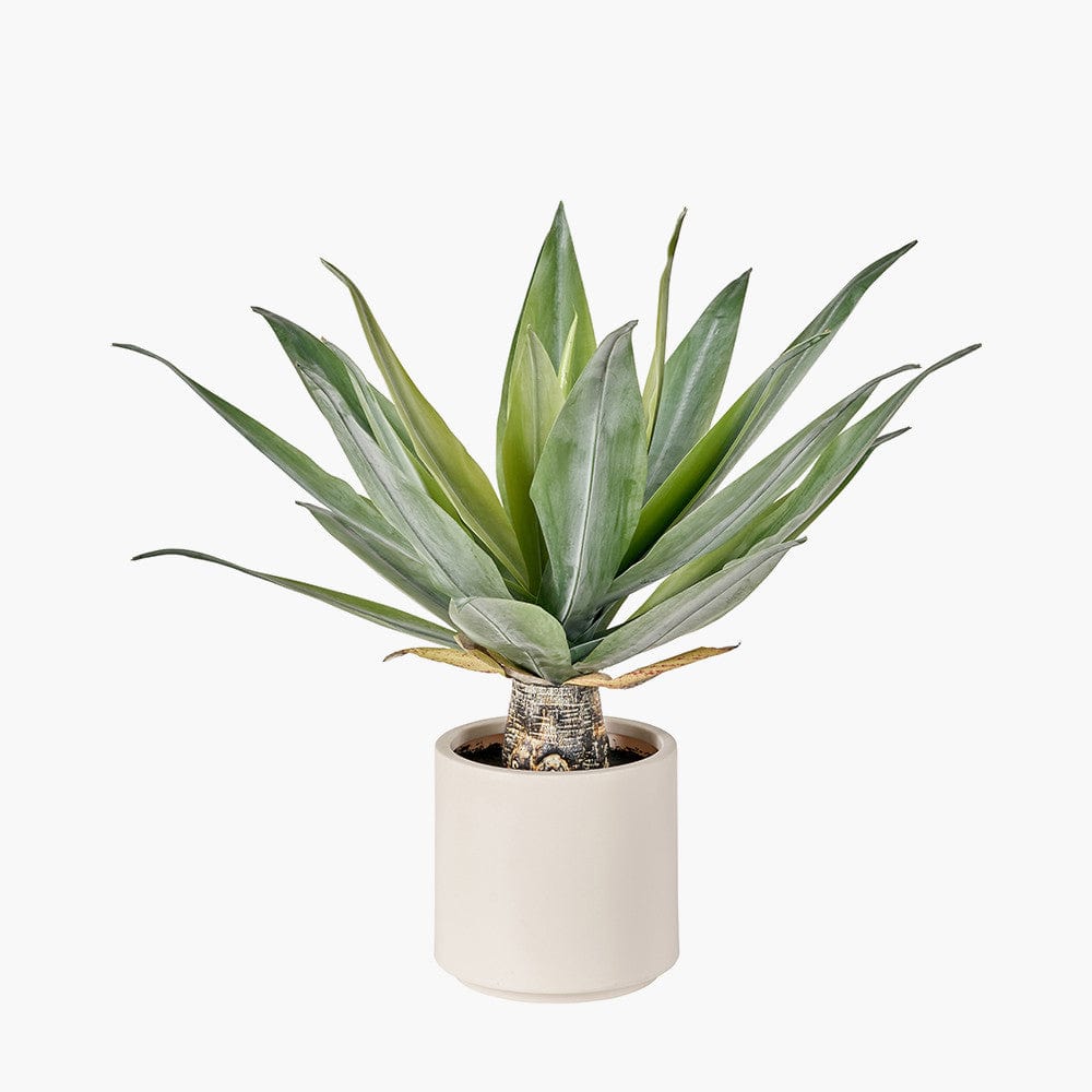 Agave Plant in Pot.
