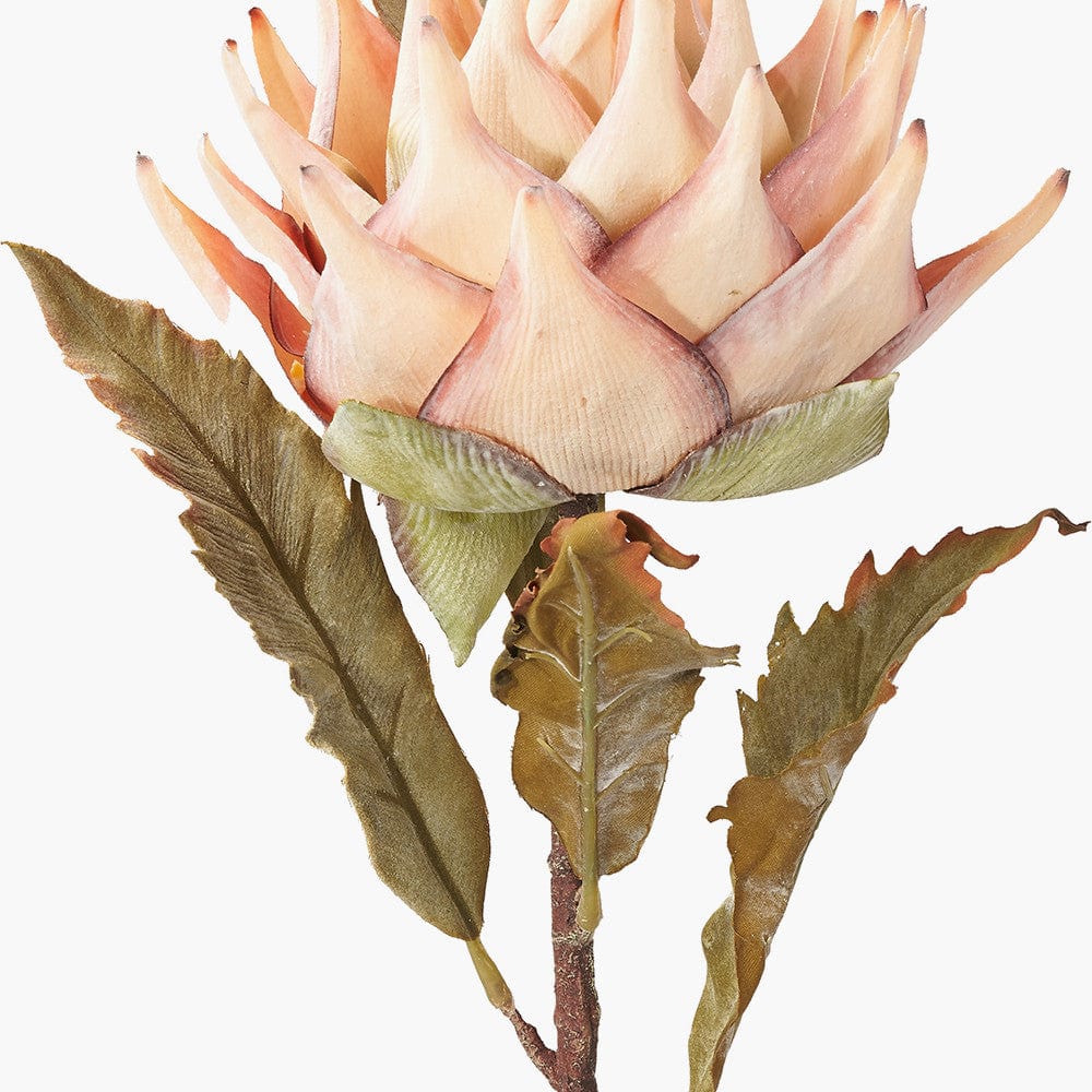 Apricot Lotus Pack of 6.