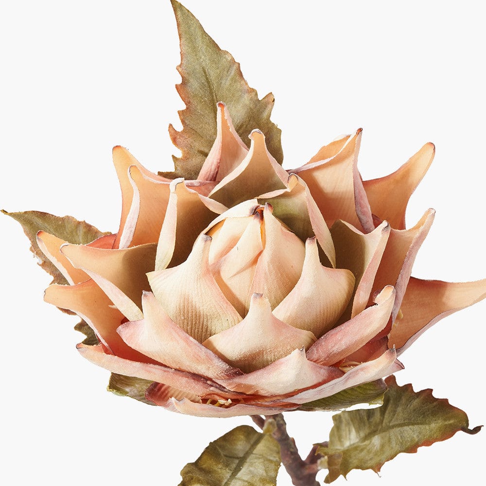 Apricot Lotus Pack of 6.