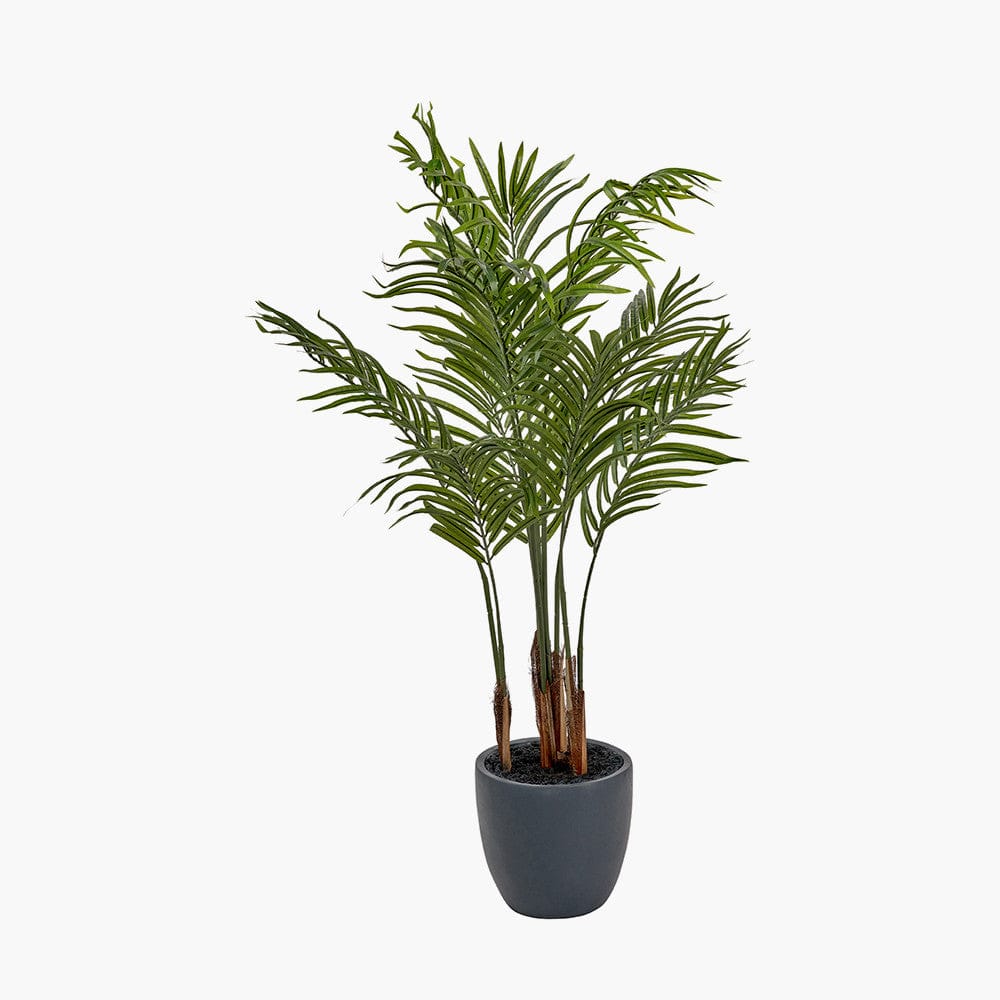 Areca Palm Plant in Pot.