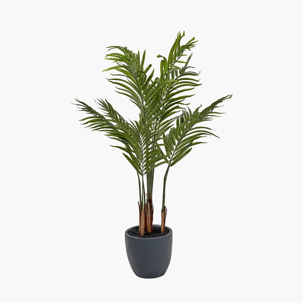 Areca Palm Plant in Pot.