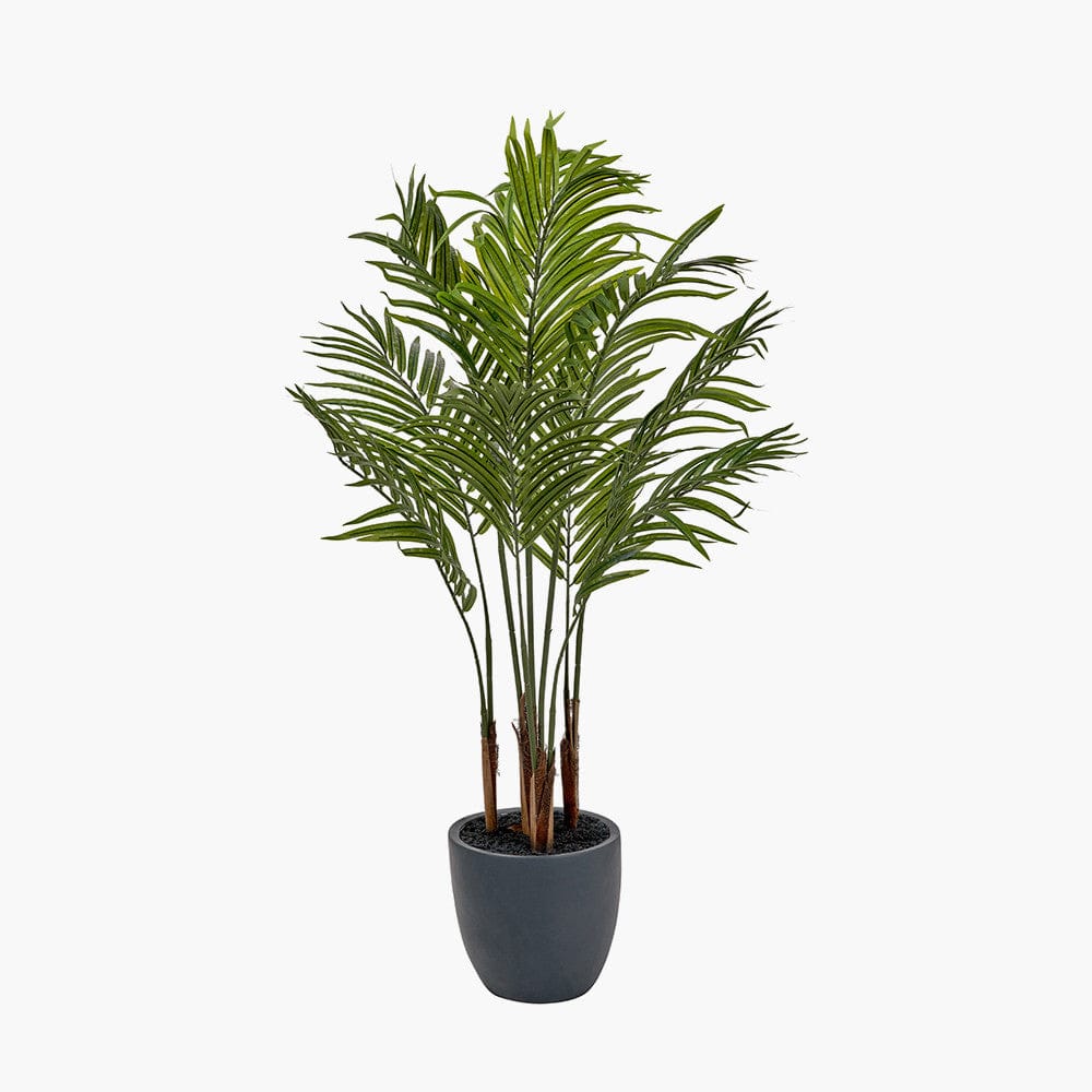 Areca Palm Plant in Pot.