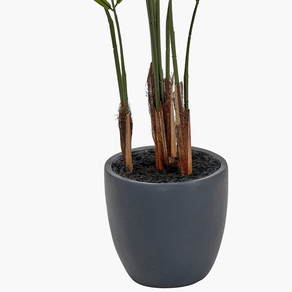 Areca Palm Plant in Pot.