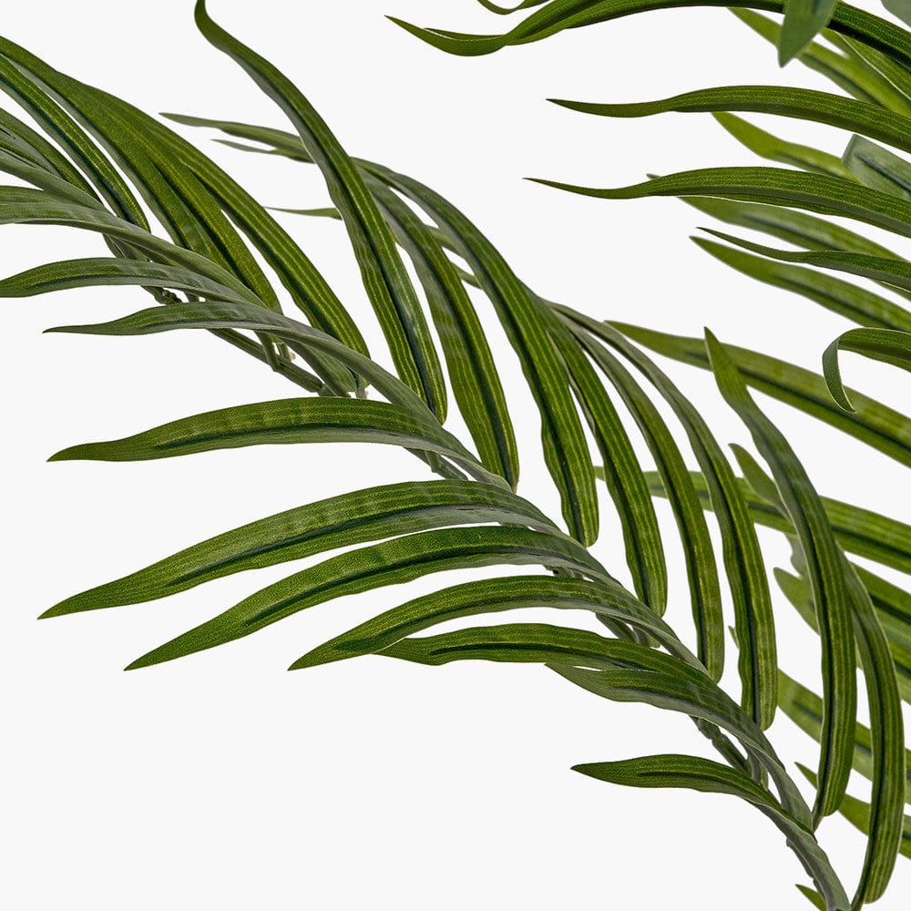 Areca Palm Plant in Pot.