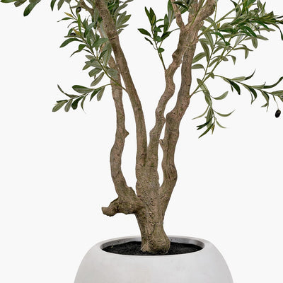 Pacific Lifestyle Accessories Extra Large Olive Tree in Pot House of Isabella UK