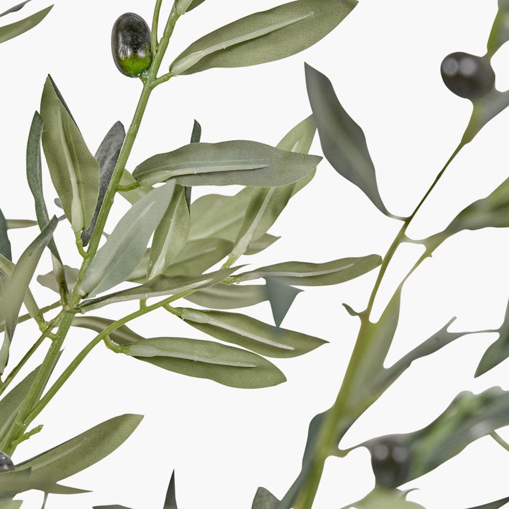 Extra Large Olive Tree in Pot.