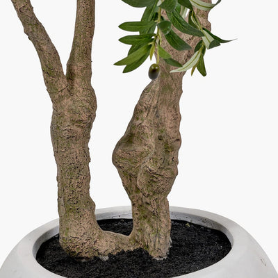 Pacific Lifestyle Accessories Extra Large Olive Tree in Pot House of Isabella UK