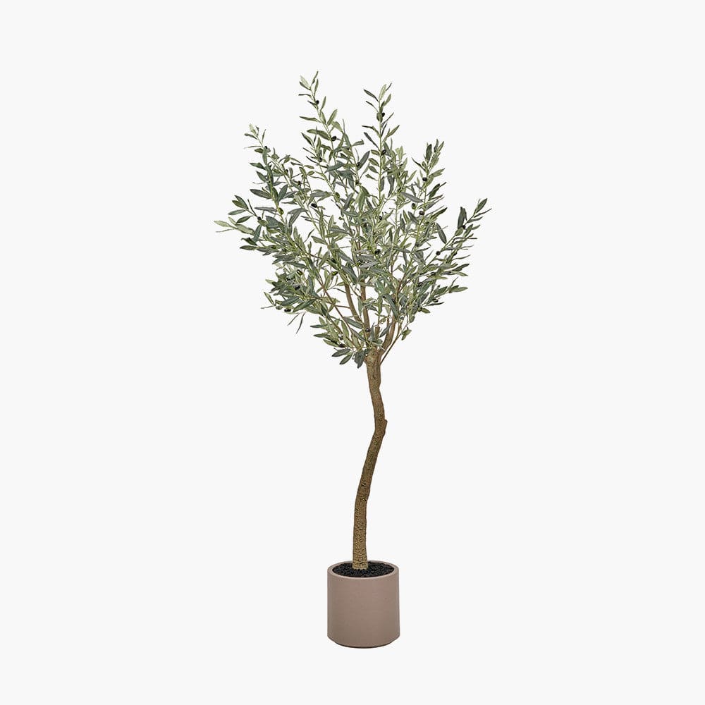 Large Olive Tree in Pot.