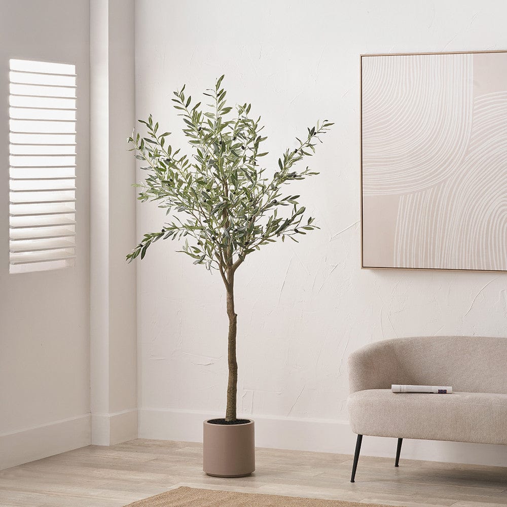 Large Olive Tree in Pot.