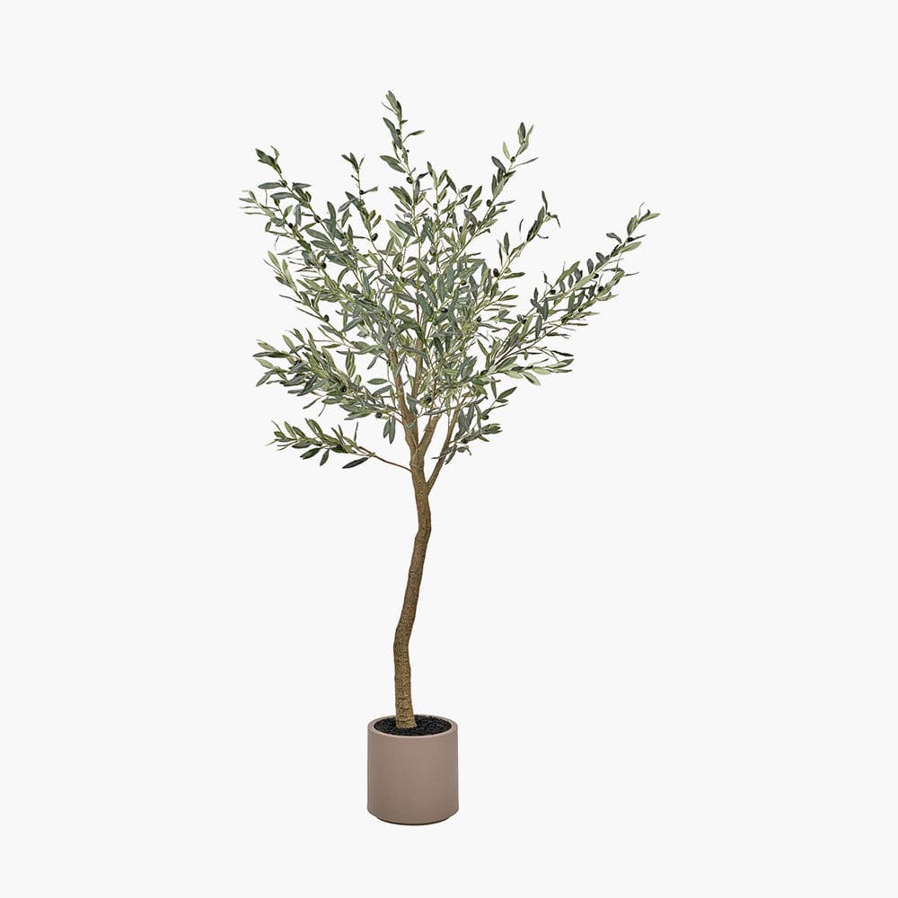 Large Olive Tree in Pot.