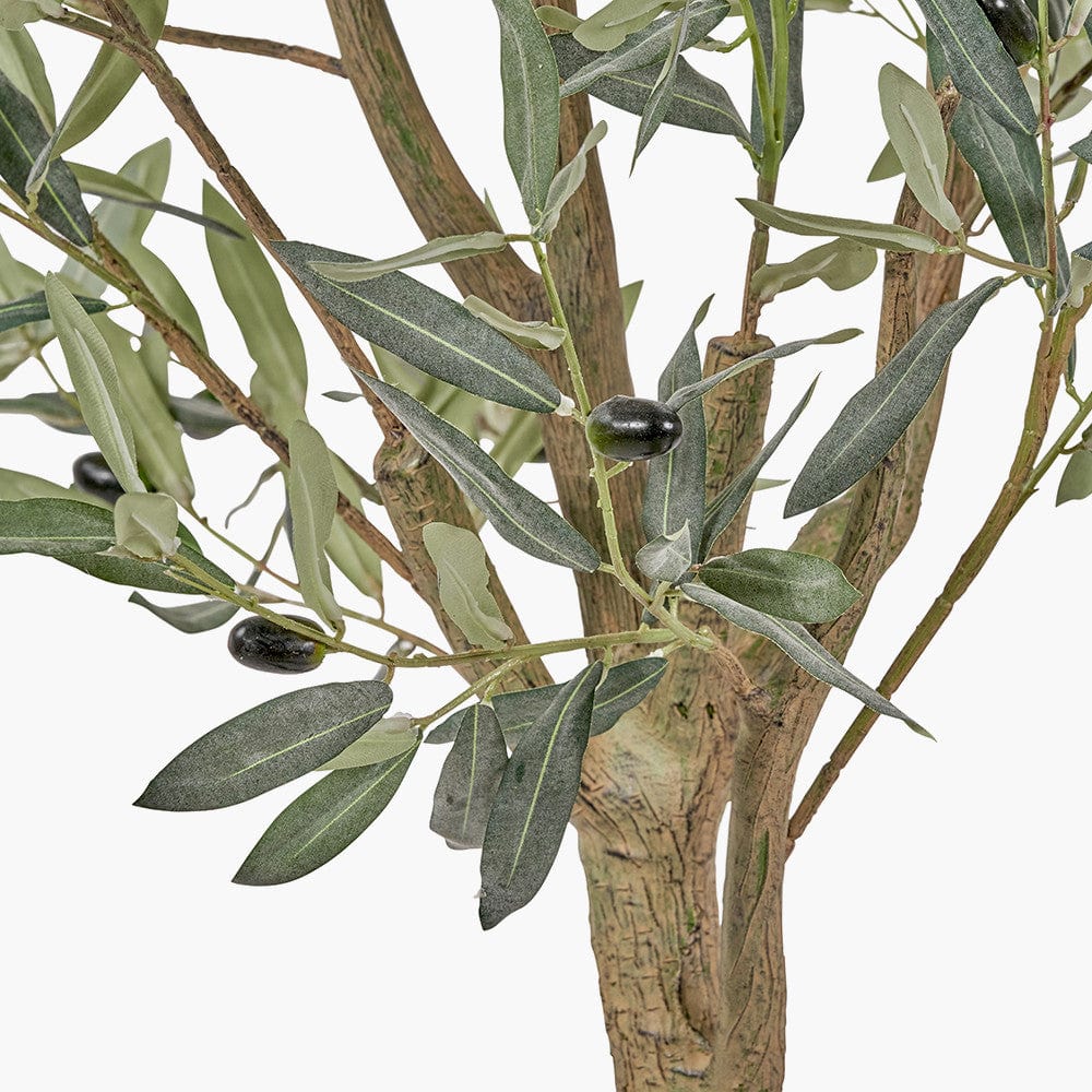 Large Olive Tree in Pot.