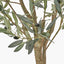Large Olive Tree in Pot.