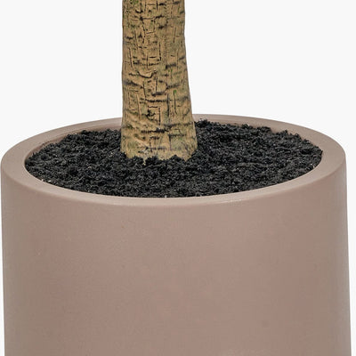 Pacific Lifestyle Accessories Large Olive Tree in Pot House of Isabella UK