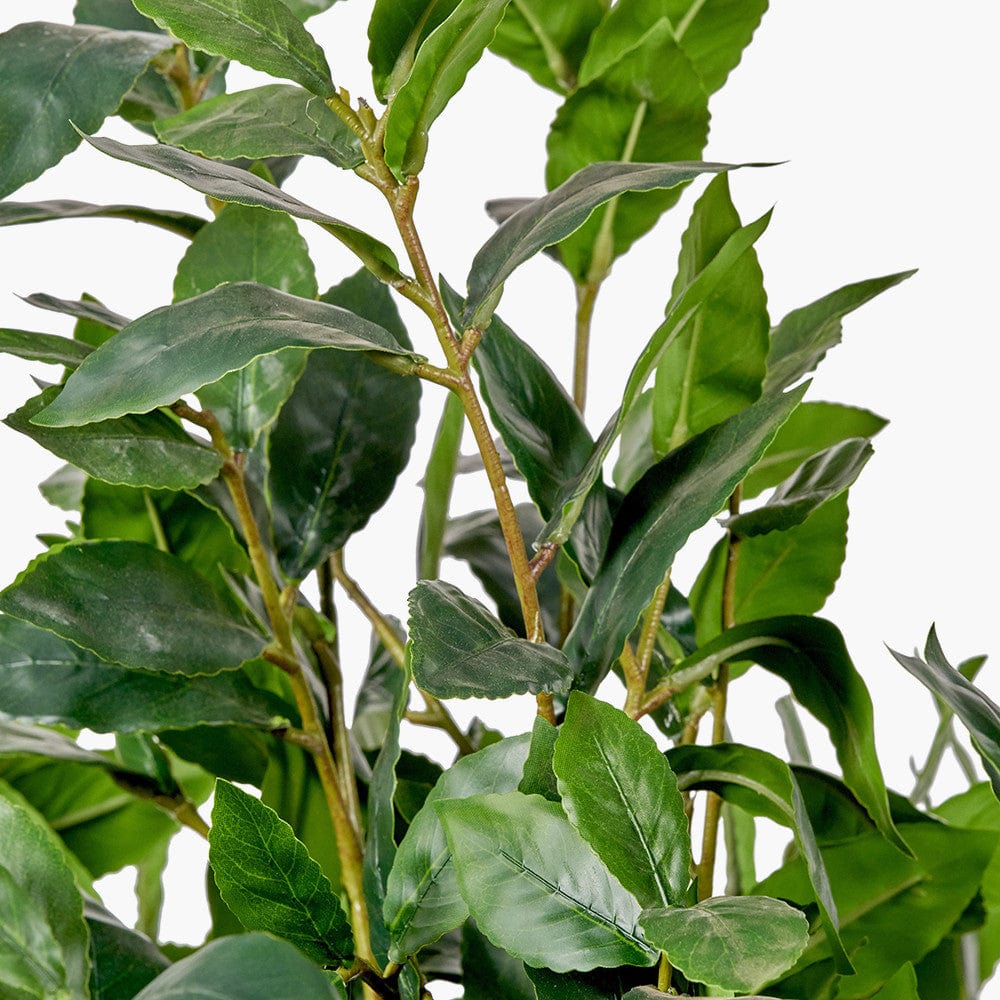 Medium Bay Tree in Pot.