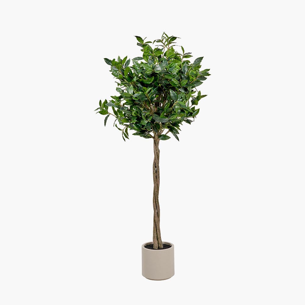 Medium Bay Tree in Pot.