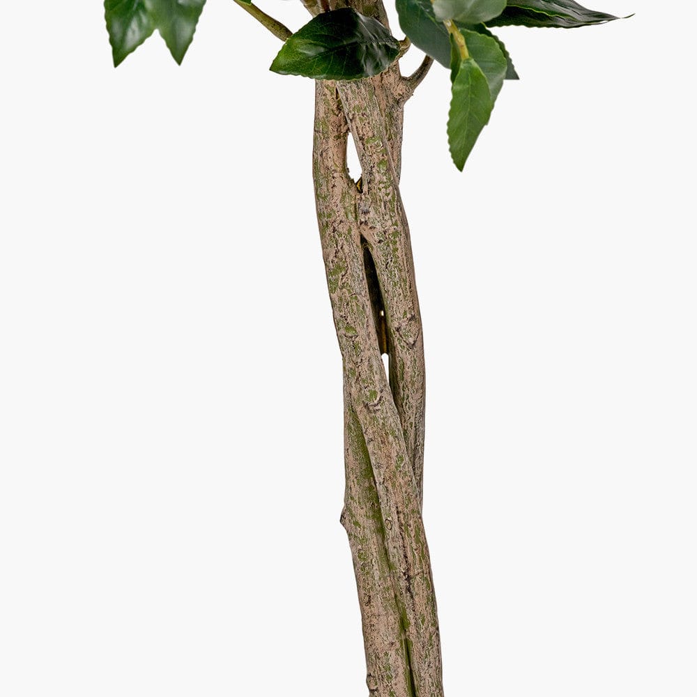 Medium Bay Tree in Pot.