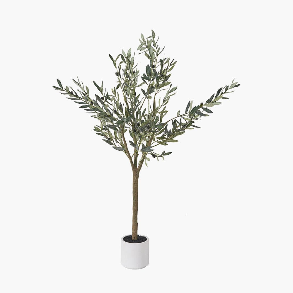 Medium Olive Tree in Pot.