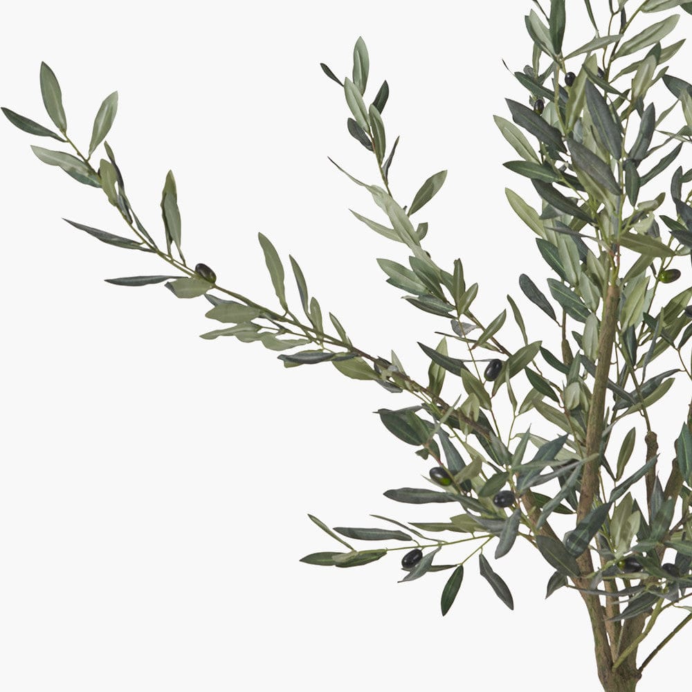 Medium Olive Tree in Pot.