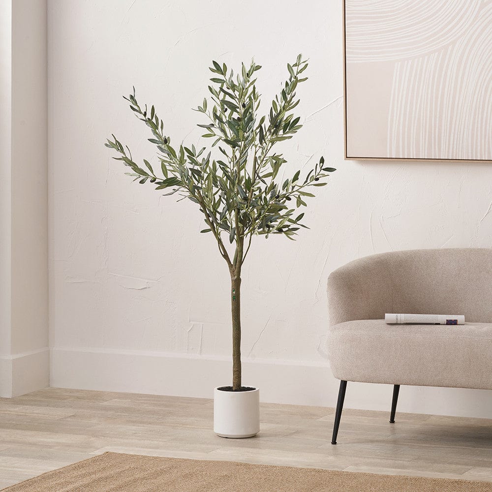 Medium Olive Tree in Pot.