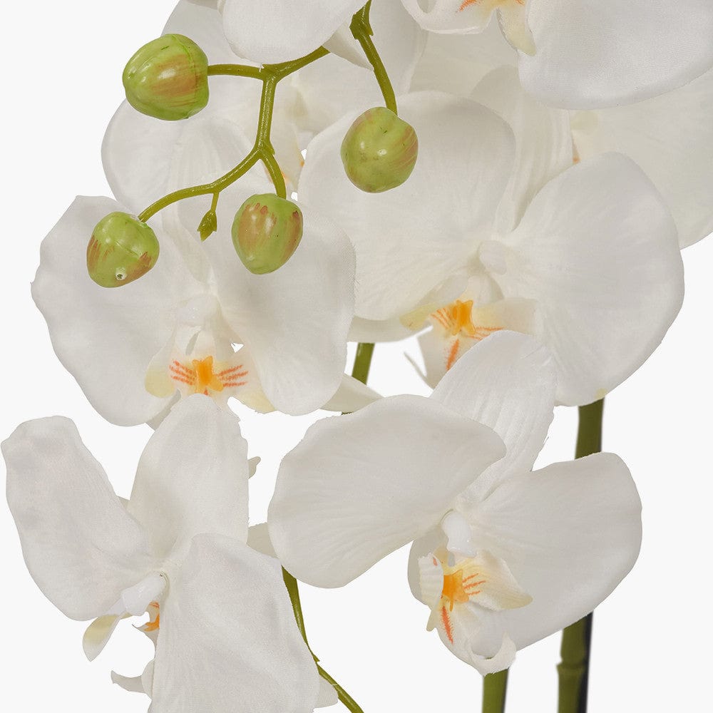 Medium White Orchid in Moss Pot.