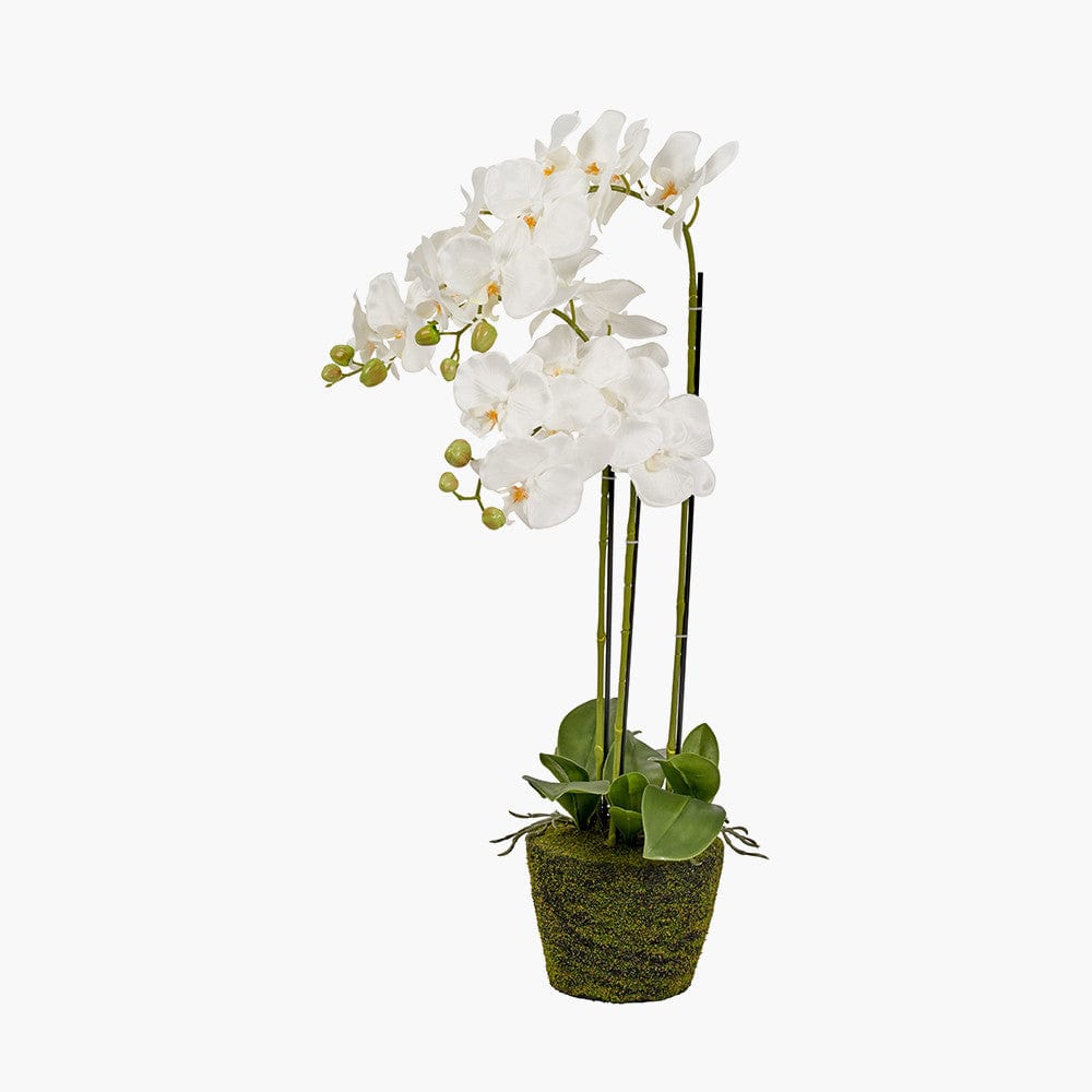 Medium White Orchid in Moss Pot.