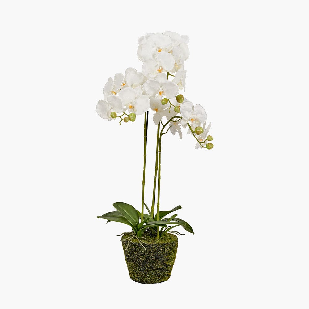 Medium White Orchid in Moss Pot.