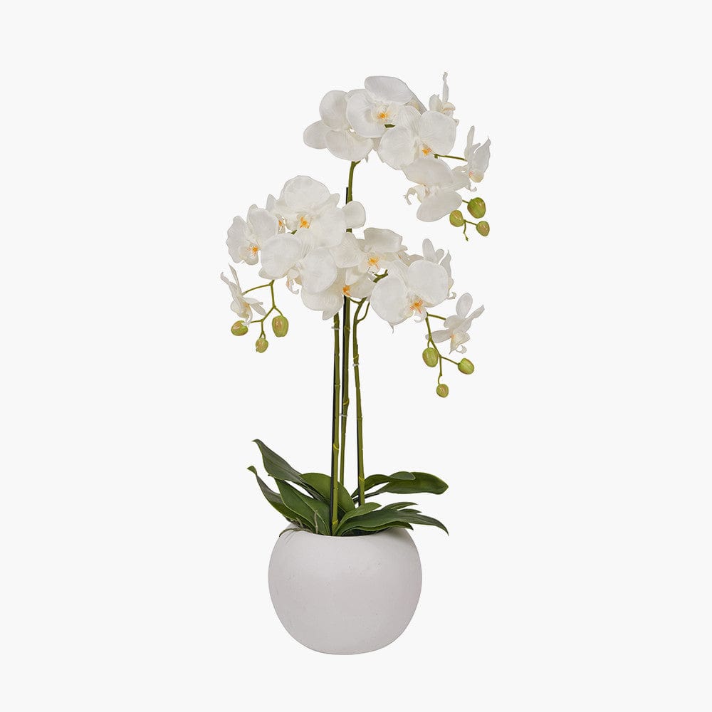 Medium White Orchid in Pot.