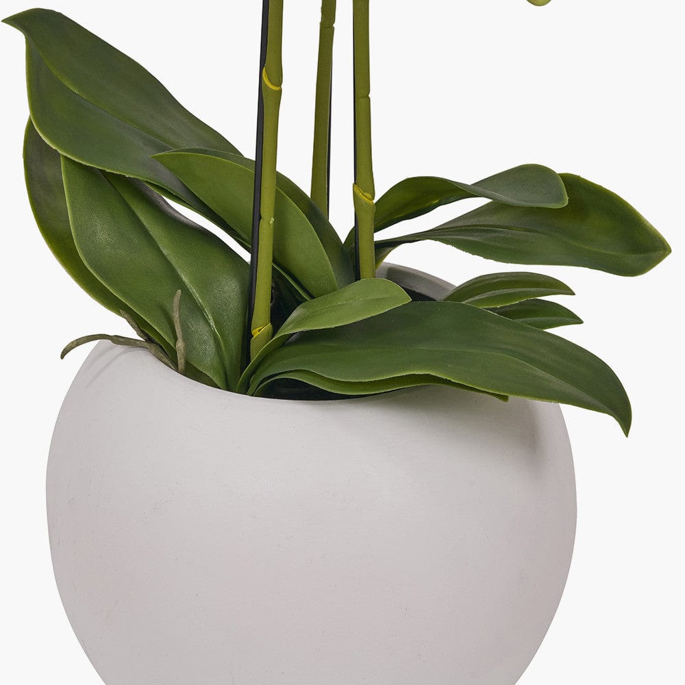 Medium White Orchid in Pot.