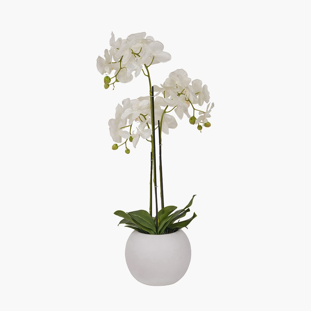 Medium White Orchid in Pot.