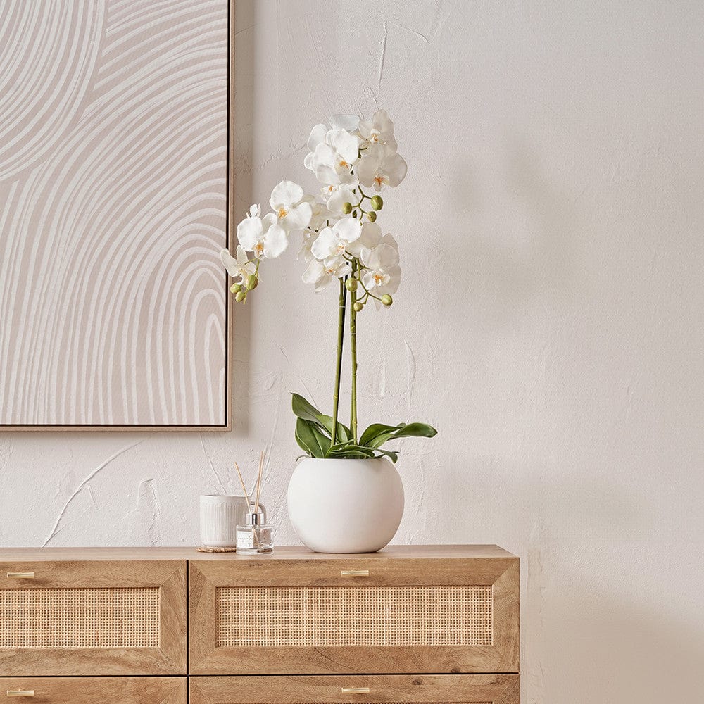 Medium White Orchid in Pot.