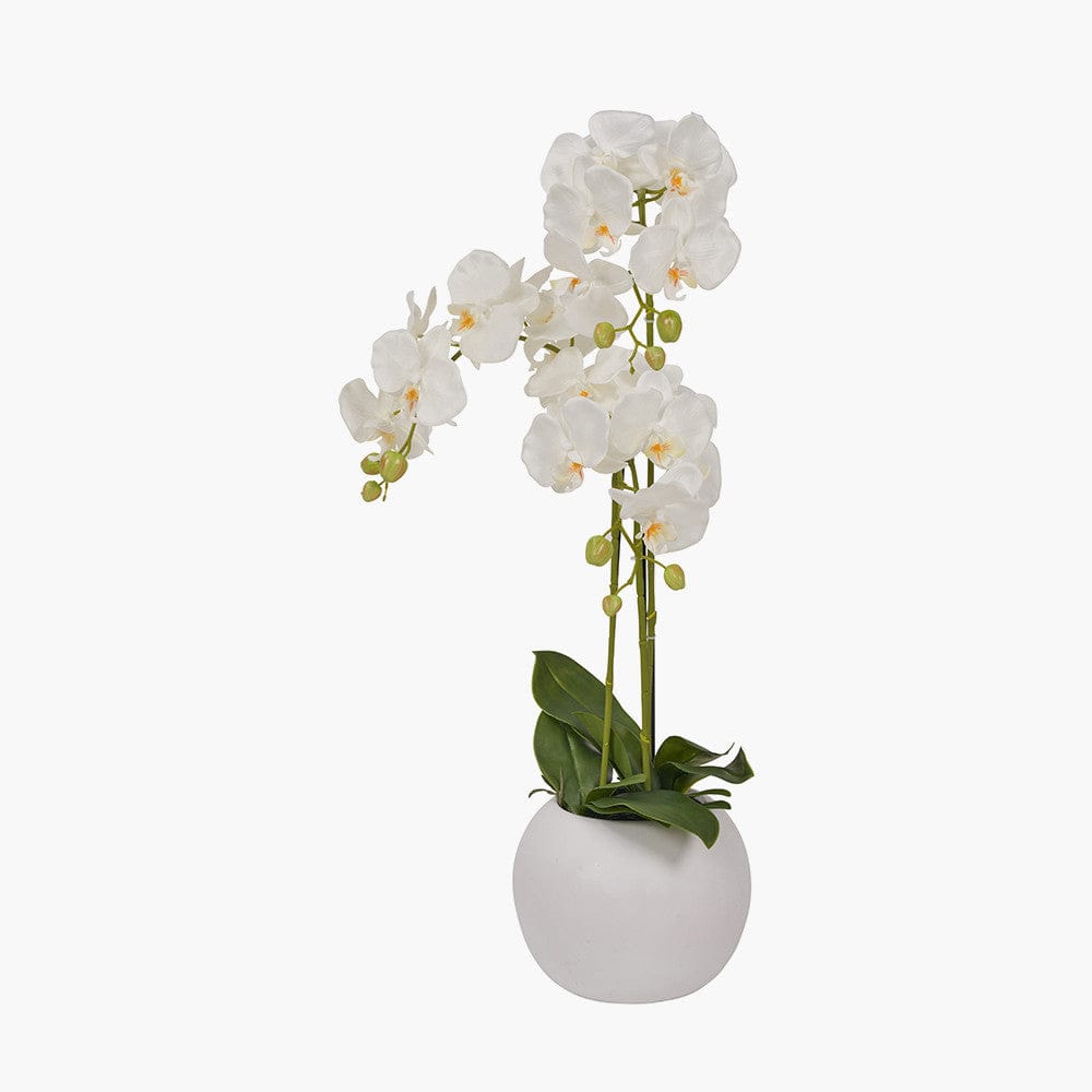 Medium White Orchid in Pot.