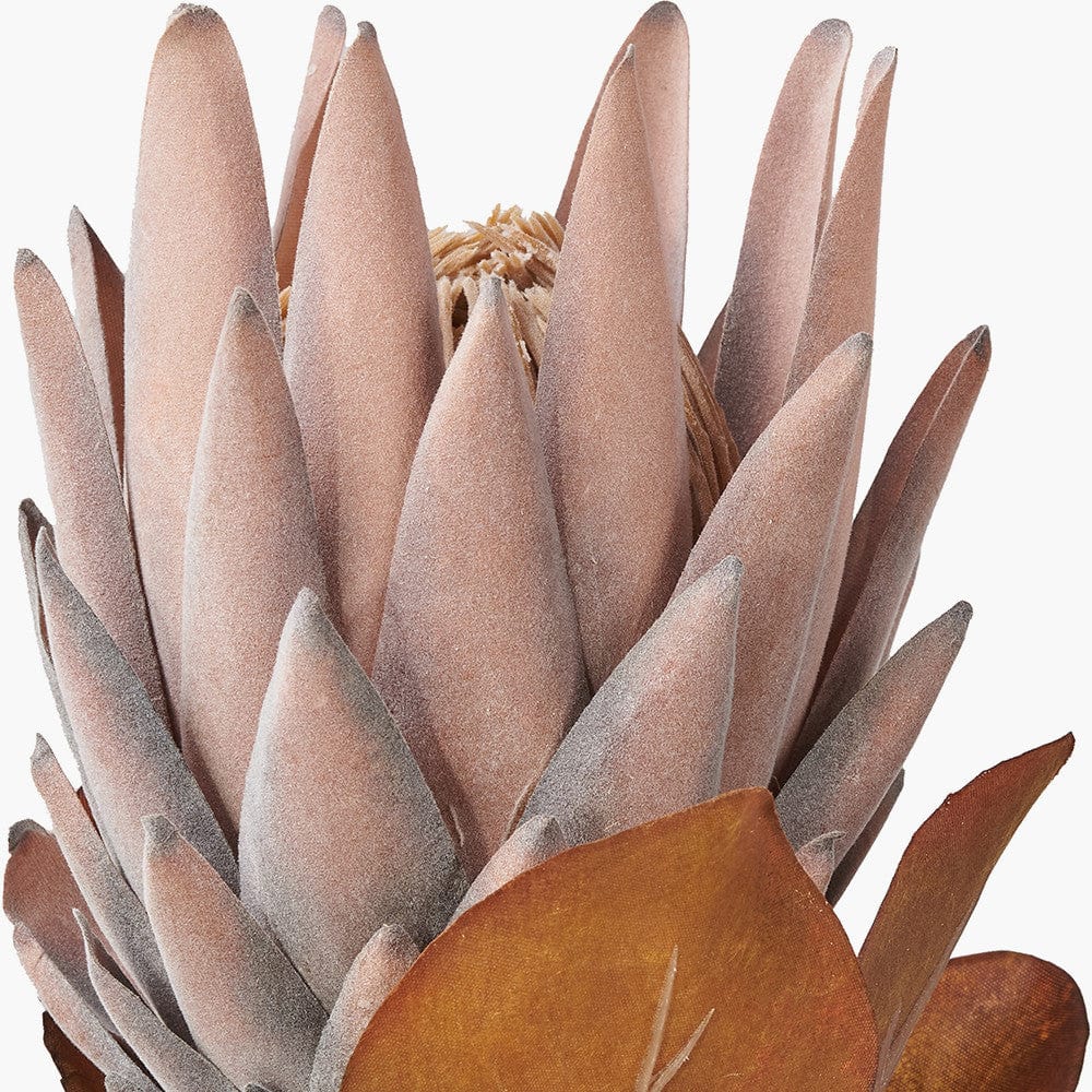 Mulberry Brown Dried Flower Bunch.