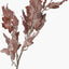 Mulberry Brown Maple Leaf Pack of 6.