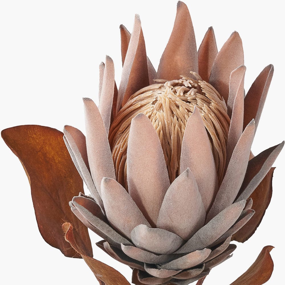 Pacific Lifestyle Accessories Mulberry Brown Protea Pack of 6 House of Isabella UK