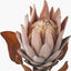 Pacific Lifestyle Accessories Mulberry Brown Protea Pack of 6 House of Isabella UK