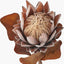Pacific Lifestyle Accessories Mulberry Brown Protea Pack of 6 House of Isabella UK